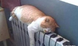 肥猫最新爆料新闻,最新爆料新闻背后的惊人真相