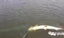 钓鱼爆料视频最新消息,惊心动魄的捕鱼瞬间！