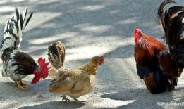 福清鸡哥爆料事件视频最新,真相揭露与网络舆论风暴