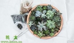 网友爆料多肉植物视频,多肉植物生长全过程，美得令人惊叹！