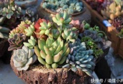网友爆料多肉植物视频,多肉植物生长全过程，美得令人惊叹！