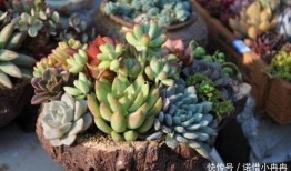 网友爆料多肉植物视频,多肉植物生长全过程，美得令人惊叹！