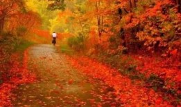 枫叶之路爆料视频下载,探寻神秘旅程背后的故事