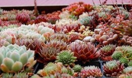 网友爆料多肉植物视频,多肉植物生长全过程，美得令人惊叹！