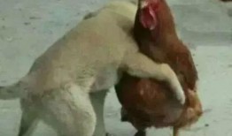 福清鸡哥爆料事件视频最新,真相揭露与网络舆论风暴