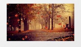 枫叶之路爆料视频下载,探寻神秘旅程背后的故事