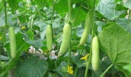 新黄瓜最新爆料新闻,揭秘神秘背后故事，带你走进黄瓜世界