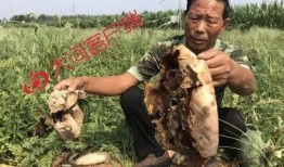 礼县吃瓜网红事件真相视频,真相视频曝光背后的真相