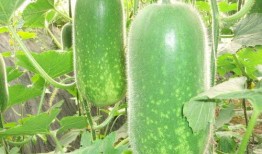 大莫瓜客免费吃瓜,瓜界盛宴等你来享